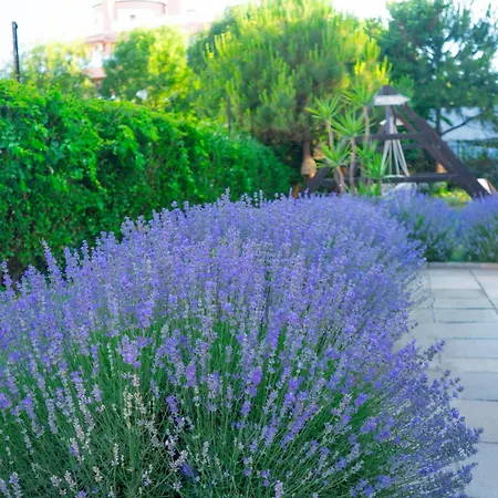 Dion لوزينيتس